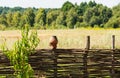 Fence wicker from the vine, texture, background. Wicker vine fence. woven vines texture embossed background. Organic Royalty Free Stock Photo