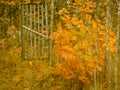 fence, wooden gate, garden entrance, Golden leaves, autumn background