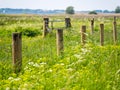 Fence of wooden posts and barbed wire surrounded by lush vegetation, grass and weed, Netherlands Royalty Free Stock Photo