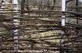 Fence woven out of dry twigs. Horizontal rectangular photo.