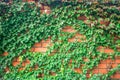 Fence wrapped in vine. An orange brick wall is with many green leaves. Abstract natural background. Bushes of a green plant create Royalty Free Stock Photo