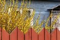 A fence with a yellow flower bush and a building wall behind it. Royalty Free Stock Photo