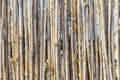 Fence of young bamboo Royalty Free Stock Photo