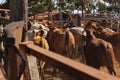 Fenced cattle on a station farm in Queensland Australia Royalty Free Stock Photo