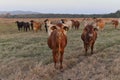 Fenced cattle on a station farm in Queensland Australia Royalty Free Stock Photo