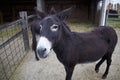 Fenced-in Donkeys Greet Petting Zoo Guests and Hope for a Handful of Tasty Corn Treats