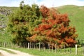 Scenic rural vista of grassland, rolling hill, barbed wire fence and colored trees on sunny day in Waitomo, New Zealand