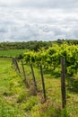 Fenced path overlooking a vineyard, on a sunny, summer day, in Cantabria, Spain, Royalty Free Stock Photo