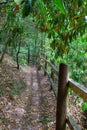 Fenced path in the woods