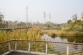 Fenced and planked platform at reedy riverside in sunny winter a