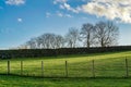 A fenced rural field with a row of trees on the horizon