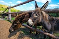 Fenced wooden paddock with domestic donkeys