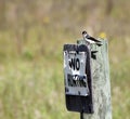 Swallow guarding No Hunting Sign