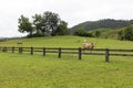 Fences of cattle in field of grass in mountain Royalty Free Stock Photo