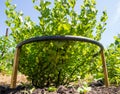 Fencing of a berry bush from a polyethylene water pipe