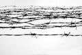 Fencing. Fence with barbed wire. Let. Jail. Thorns. Block. A prisoner. Holocaust. Concentration camp. Prisoners. Depressive Royalty Free Stock Photo