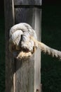 Tied knot in a wooden fence post with frayed rope.