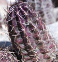 Fendleri Hedgehog Cactus