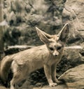 Fenec Royalty Free Stock Photo