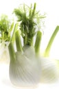 Fenel Royalty Free Stock Photo