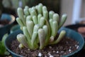 Fenestraria Baby Toes Succulent Plant Royalty Free Stock Photo