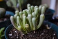 Fenestraria Baby Toes Succulent Plant Royalty Free Stock Photo