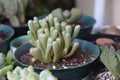 Fenestraria Baby Toes Succulent Plant Royalty Free Stock Photo