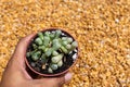 Fenestraria rhopalophylla baby toes plant in plastic pot Royalty Free Stock Photo