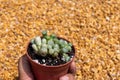 Fenestraria Rhopalophylla baby toe succulents holding in a hand Royalty Free Stock Photo