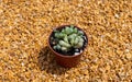 Fenestraria Rhopalophylla baby toes succulent closeup view Royalty Free Stock Photo