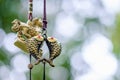 Feng Shui Couple Fish Chimes Royalty Free Stock Photo