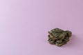 Feng Shui money mascot - Chang Chu - bronze figure of a frog sitting on coins, isolated on a pink background place for text Royalty Free Stock Photo