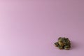 Feng Shui money mascot - Chang Chu - bronze figure of a frog sitting on coins, isolated on a pink background place for text Royalty Free Stock Photo