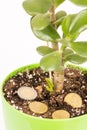 Feng shui money tree or crasula ovata with euro metal coins in the soil Royalty Free Stock Photo