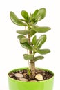 Feng shui money tree or crasula ovata with euro metal coins in the soil Royalty Free Stock Photo