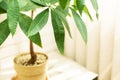 Feng Shui Money Tree Pachira aquatica ,houseplant, potted plant Royalty Free Stock Photo