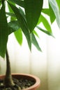 Feng Shui Money Tree Pachira aquatica, houseplant, potted plant