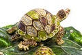Feng shui turtle on white background Royalty Free Stock Photo