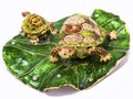 Feng shui turtles on white background Royalty Free Stock Photo