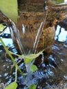 Fengshui plant Waterfall stream