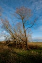Fenland poplar without leaves Royalty Free Stock Photo