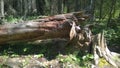 Fenlands trail banff fallen tree Royalty Free Stock Photo