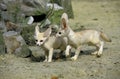Fennec or Desert Fox, fennecus zerda, Cub Royalty Free Stock Photo