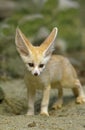 Fennec or Desert Fox, fennecus zerda, Cub Royalty Free Stock Photo