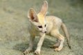 Fennec or Desert Fox, fennecus zerda, Cub Royalty Free Stock Photo