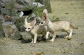 FENNEC fennecus zerda Royalty Free Stock Photo