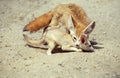 Fennec or Desert Fox, fennecus zerda, Female carrying Young by Neck Royalty Free Stock Photo