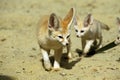 Fennec or Desert Fox, fennecus zerda, Mother with Cub Royalty Free Stock Photo