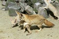 Fennec or Desert Fox, fennecus zerda, Mother with Cub Royalty Free Stock Photo