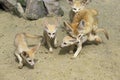 Fennec or Desert Fox, fennecus zerda, Mother with Cub Royalty Free Stock Photo